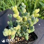 Astridia velutina Variegated