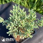 Dicrocaulon Big Clustering