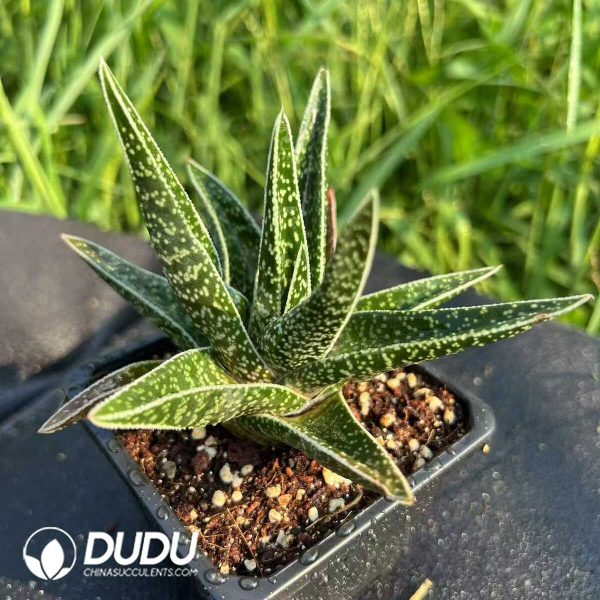 Aloe Thailand TCT vera(L.) Burm. f. - Image 1