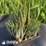 Haworthia fasciata Clustering