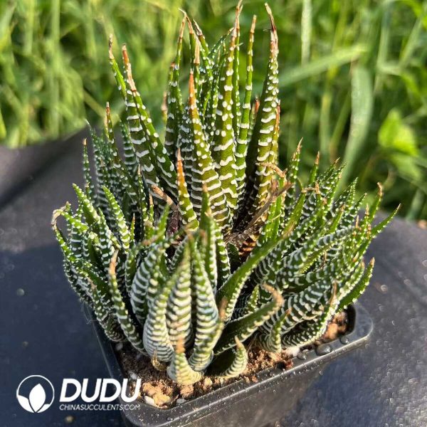 Haworthia fasciata Clustering - Image 1