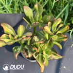 Echeveria Colorful Butterfly Variegated Clustering