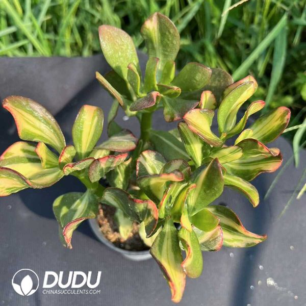 Echeveria Colorful Butterfly Variegated Clustering - Image 1