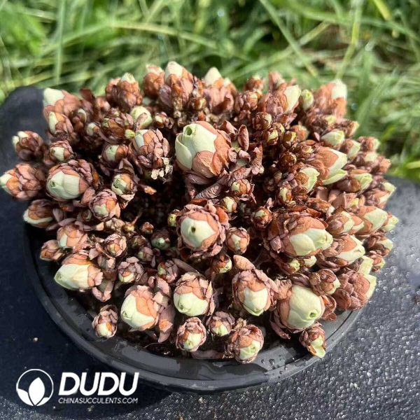 e201-113.jpg Aeonium Jade Ball Clustering (No compensation for broken branches) - Image 1