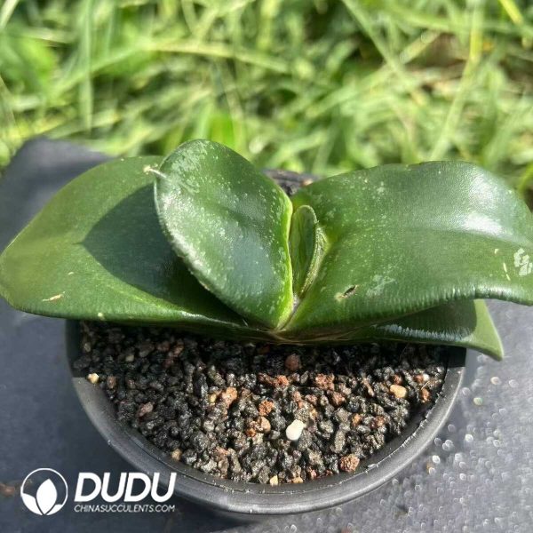 Haworthia fasciata - Image 1