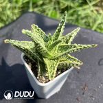 Aloe Thailand TCT vera (L.) Burm. f.