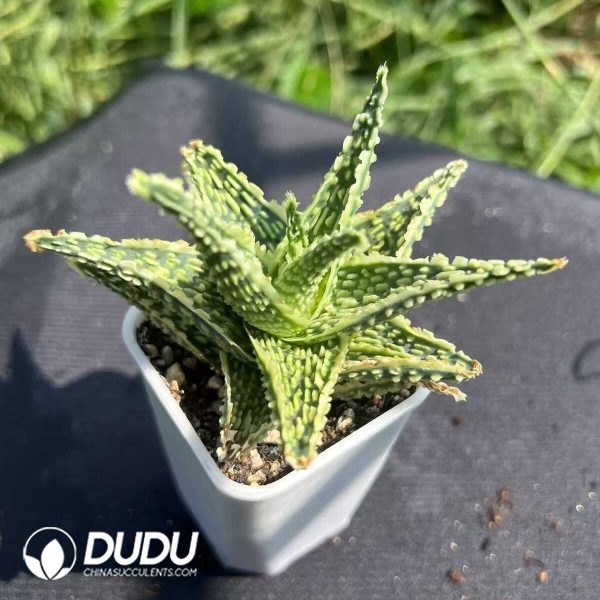 Aloe Thailand TCT vera (L.) Burm. f. - Image 1