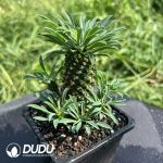 Euphorbia clandestina