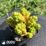 Crassula marchandii Big Clustering