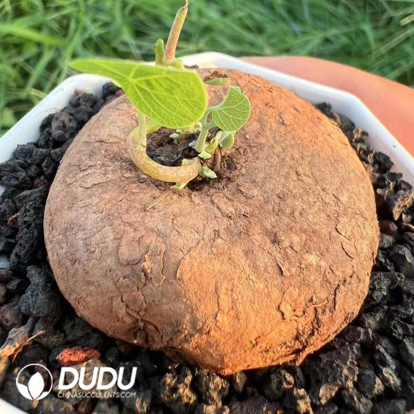 Stephania erecta - Image 1