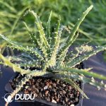 Astridia velutina Variegated