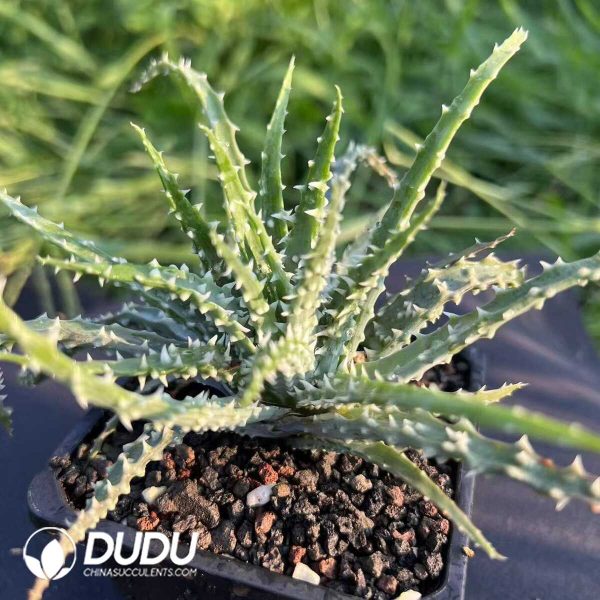 Astridia velutina Variegated - Image 1