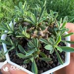 Euphorbia bupleurifolia x Euphorbia susannae Marloth