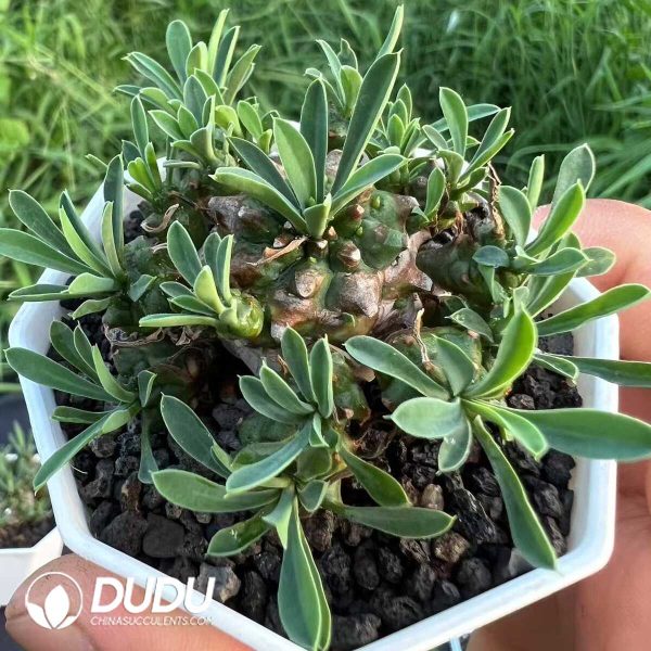 Euphorbia bupleurifolia x Euphorbia susannae Marloth - Image 1