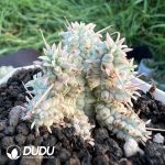 Euphorbia Mammillaris Variegated Clustering