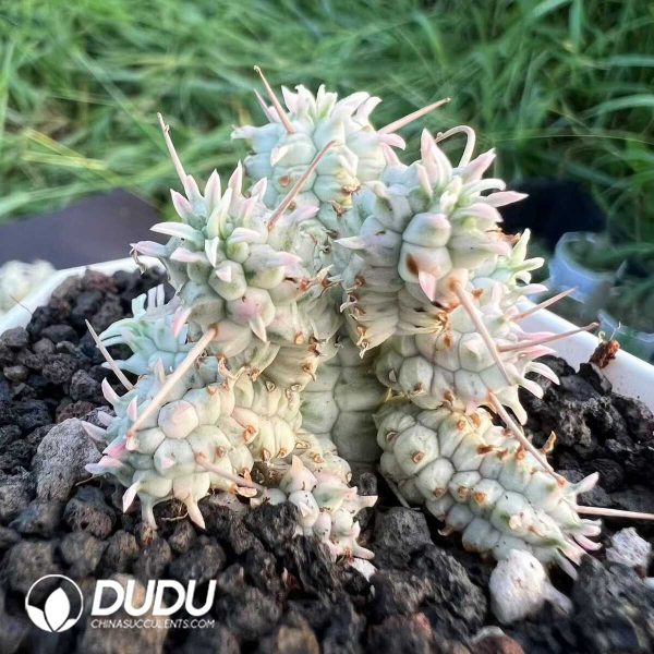 Euphorbia Mammillaris Variegated Clustering - Image 1