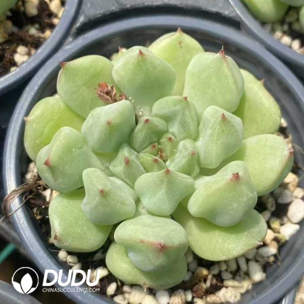 Echeveria rock sugar mint - Image 1