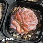 Echeveria Magic Diamond Double Heads