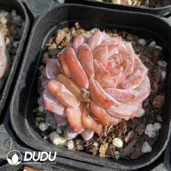 Echeveria Magic Diamond Double Heads - Image 1