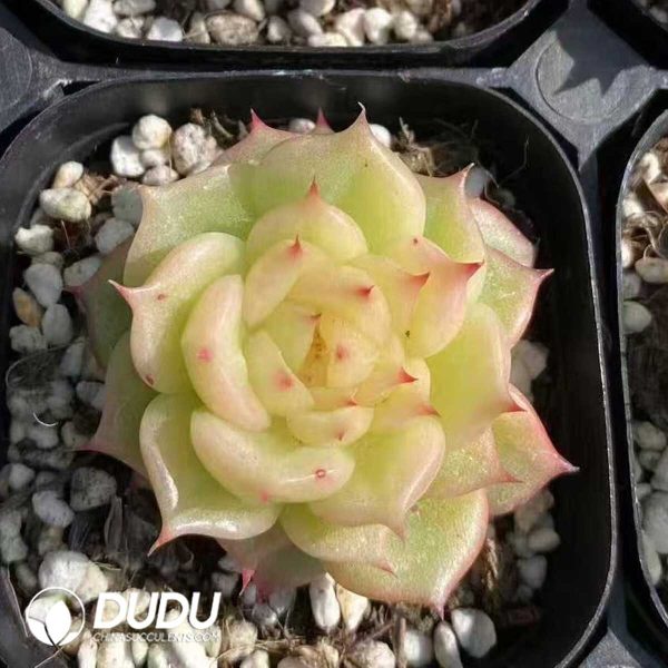 Echeveria Jade Linglong - Image 1