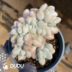 Echeveria Pink Lover Cristata