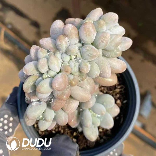 Echeveria Pink Lover Cristata - Image 1