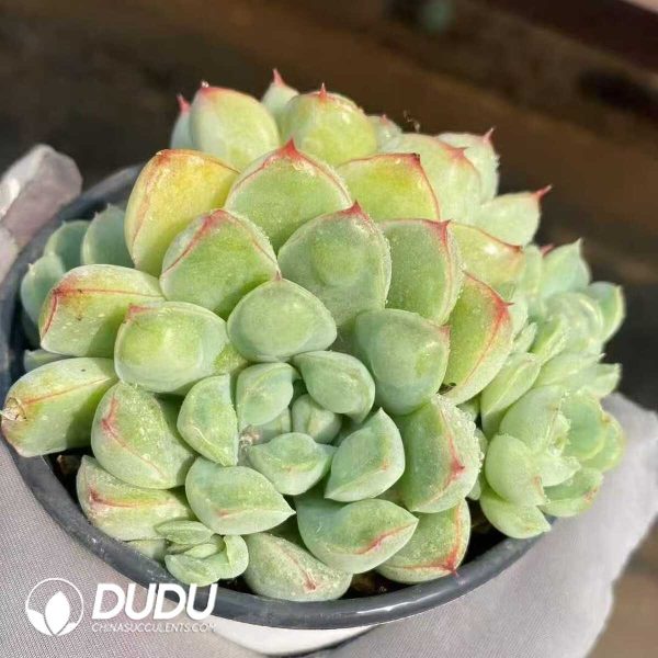 Echeveria Alba Water Drops Clustering - Image 1