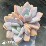 Echeveria Pink Bunny Double Heads