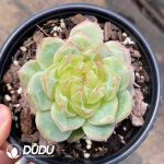 Echeveria Ocean Star