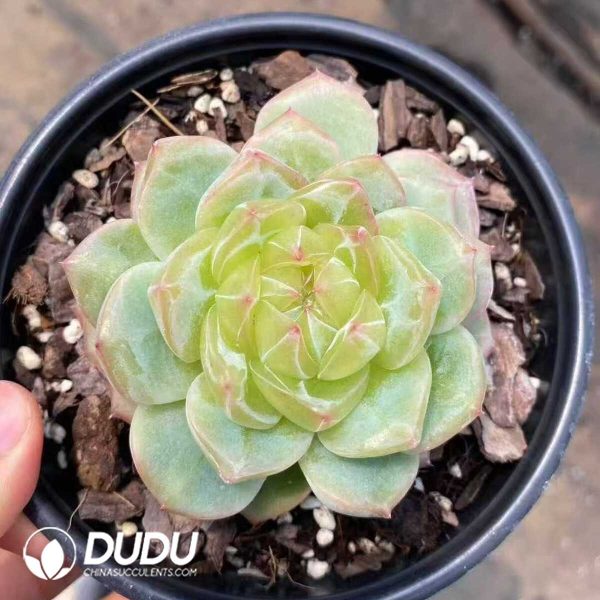 Echeveria Ocean Star - Image 1