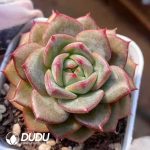 Echeveria Feather of Dawn Light