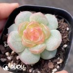 Echeveri Chase the Moon Jenny