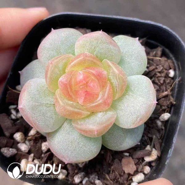 Echeveri Chase the Moon Jenny - Image 1