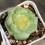 Echeveria Bright Moon