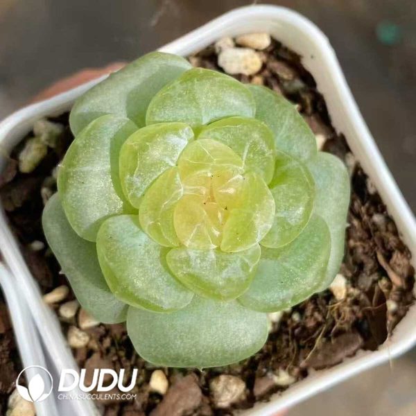 Echeveria Bright Moon - Image 1