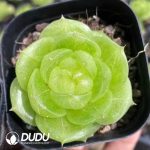 Echeveria Star Jenny