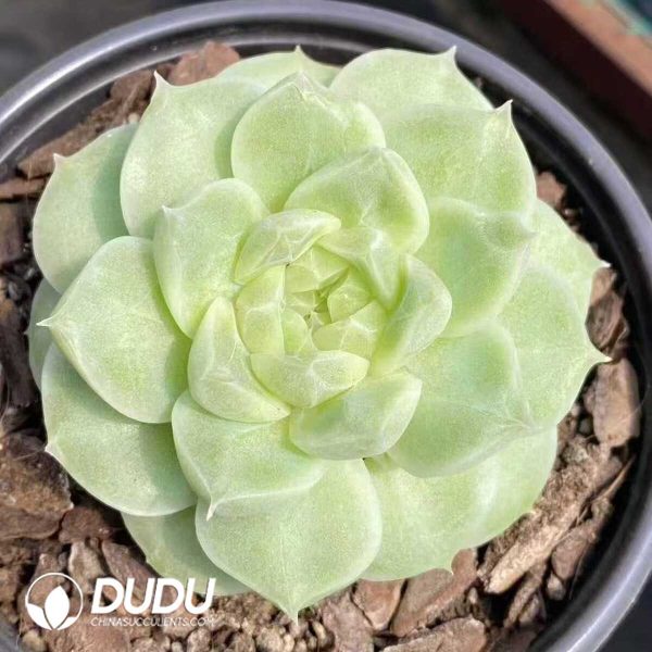 Echeveria White Pear Blossom - Image 1