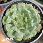 Echeveria Rock Sugar Mint