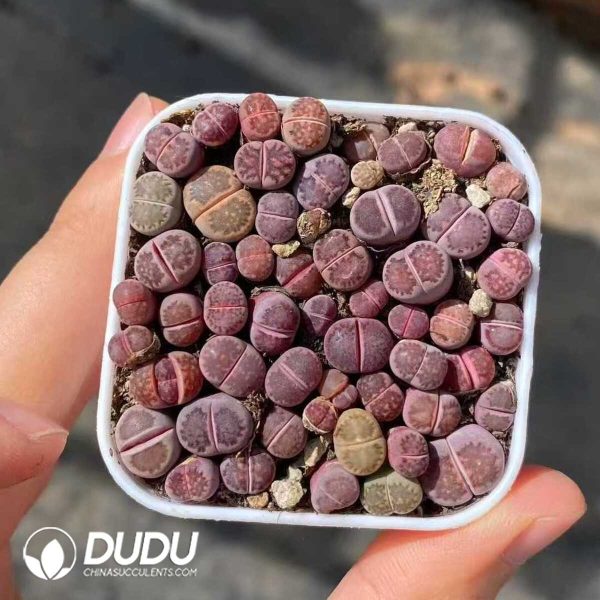 Lithops Fairy Purple Kiku - Image 1