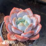 Echeveria Snow Gem