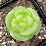 Echeveria Paula Jenny