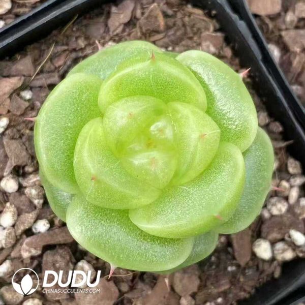 Echeveria Paula Jenny - Image 1