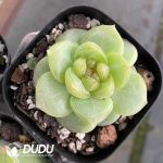 Echeveria Sweet heart