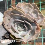 Echeveria Blue Whale Double Head