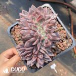 Echeveria Champagne  Cristata