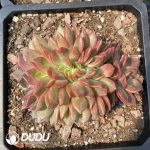 Echeveria Ziwei Cristata