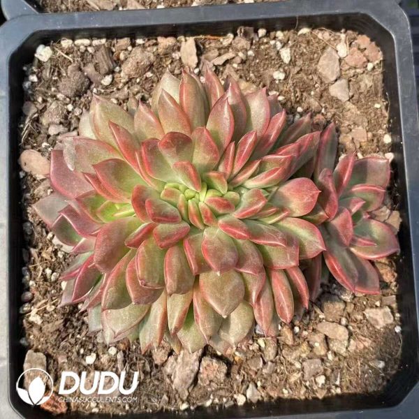 Echeveria Ziwei Cristata - Image 1