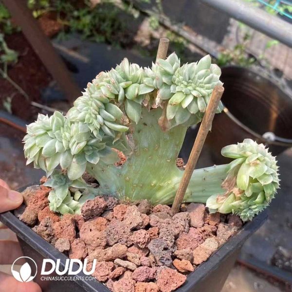 Echeveria Maigan Variegated Cristata - Image 1