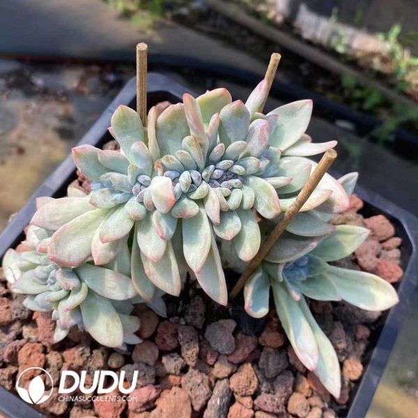 Echeveria Star Snow Cristata - Image 1