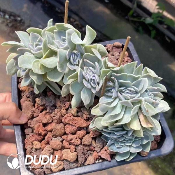 Echeveria Hamburger Cristata - Image 1